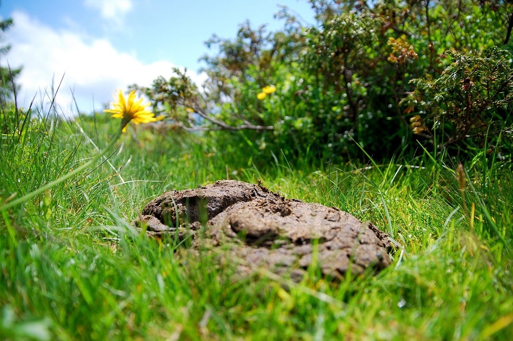 Wijzigingen in de maatregelen mestbeleid