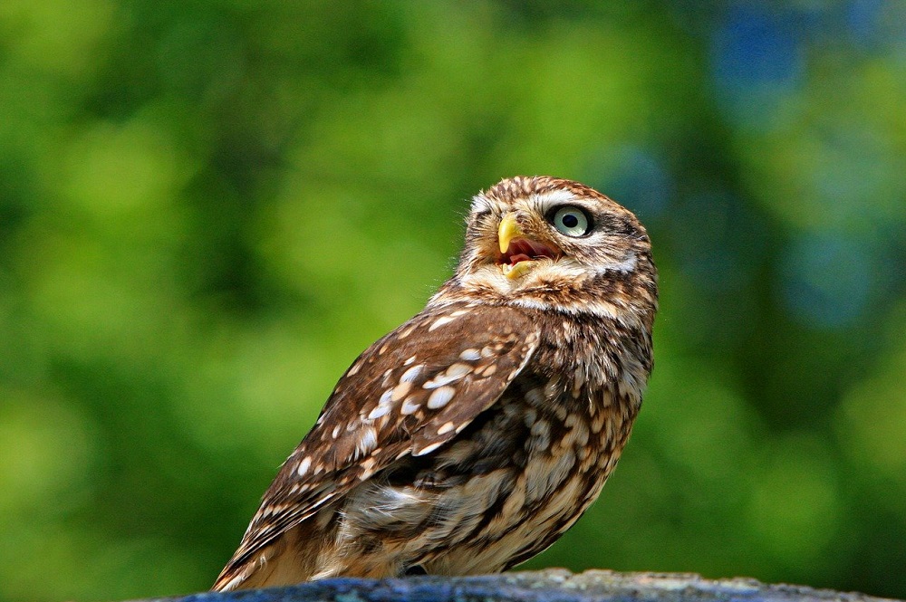 Broedvogels doen het in Nederland beter dan in Europa