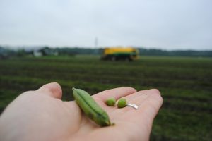 Erwten met ‘fluwelen handschoen’ van het land