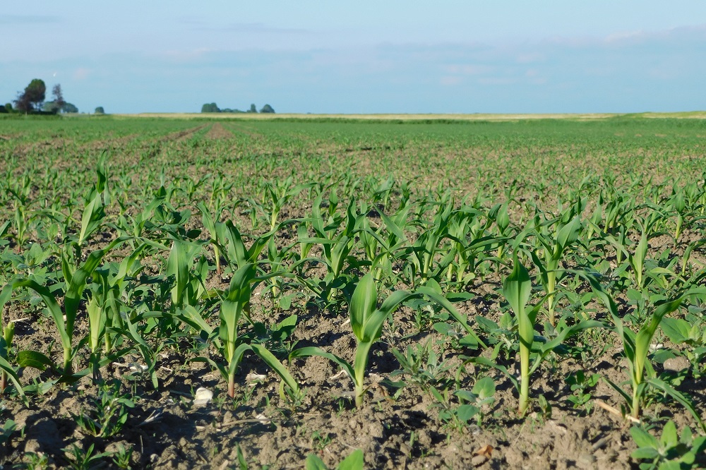 Nieuwe aanbevolen rassen van snijmais, korrelmais en corn cob mix