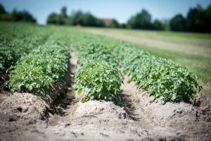 Boeren in zwaar weer door kalenderlandbouw