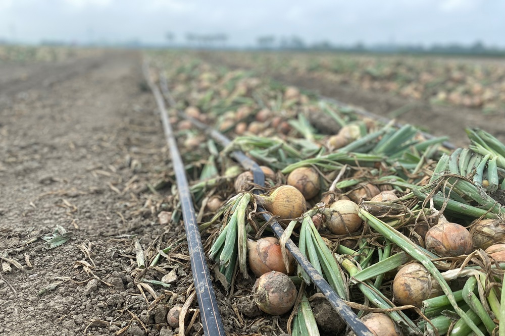 Fertigatie is een potentieel antwoord op verschillende uitdagingen in de akkerbouw. Het toedienen van vloeibare meststoffen via druppelirrigatie zorgt voor efficiëntere inzet van meststoffen en water én het toediening van de juiste mineralen op het juiste moment.