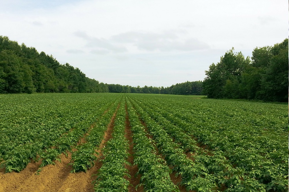 NVWA handhaaft op illegaal gebruik van Vydate 10G