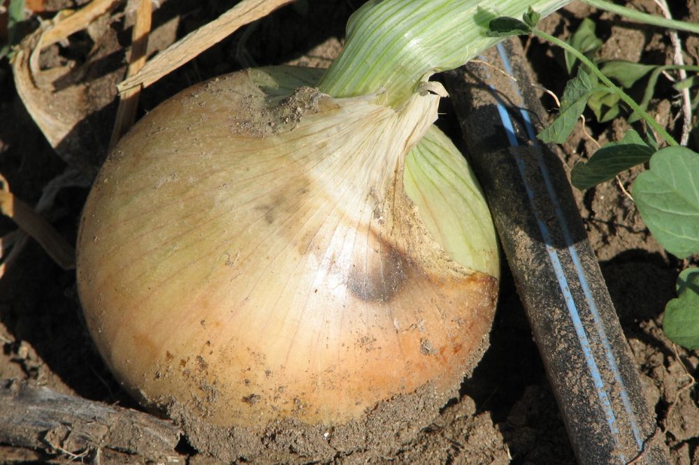 Wat zijn de risico's met het oog op fusarium in uien bij druppelirrigatie?