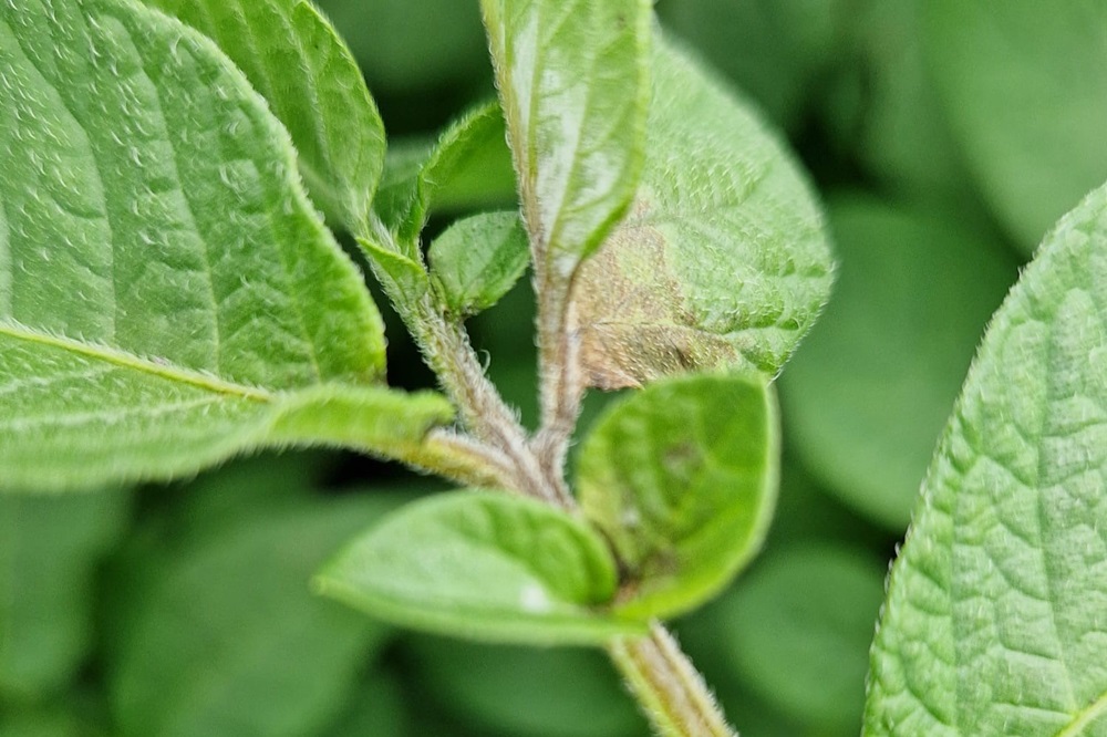 Phytophthora slaat al toe: “pak haarden direct aan en bestrijd opslag!”