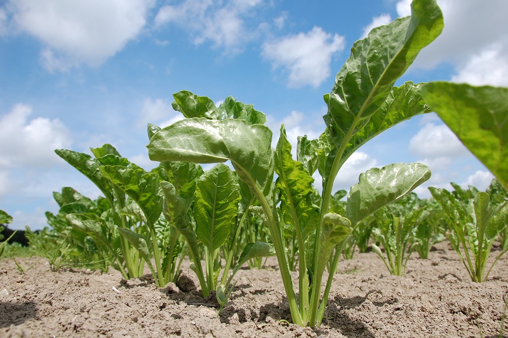 https://www.akkerbouwbedrijf.nl/poten-en-zaaien/suikerbieten-zaaien/gemiddelde-zaaidatum-bieten-17-dagen-later-dan-vijfjarig-gemiddelde/