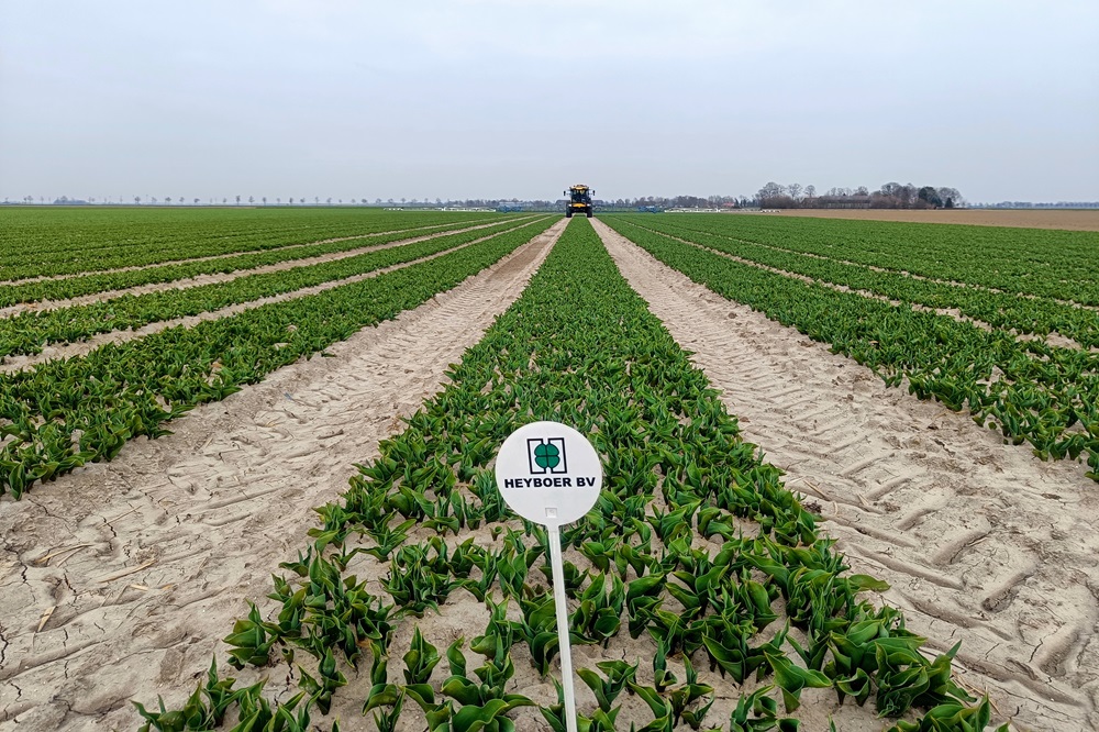 Het grillige voorjaar bij Heyboer bv in Biddinghuizen